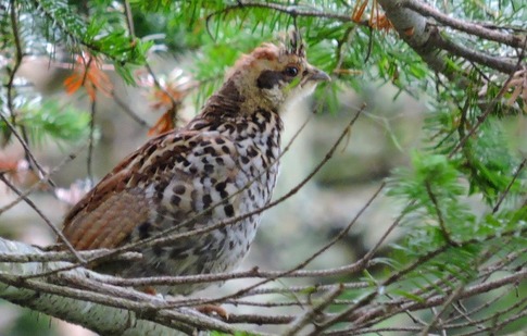 エゾライチョウのメス