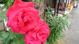 KIMG0566