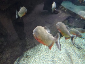 DSC05602_R