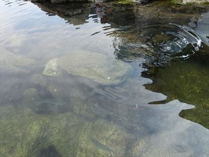 DSC05665_R