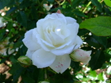 posamu4344983