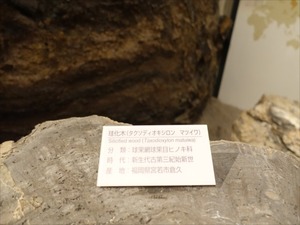 DSC05052_R
