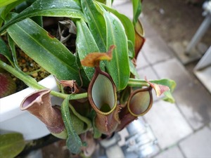 DSC09429_R