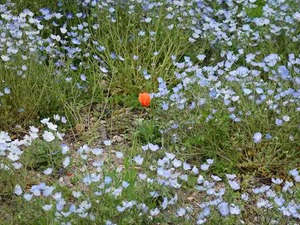 DSC00137_R