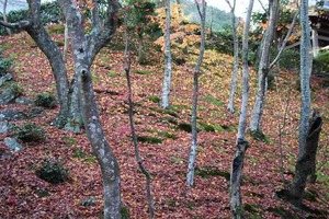 IMG_8963
