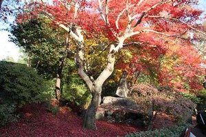 IMG_9015