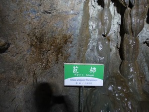 DSC09546_R