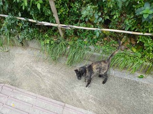 DSC03702_R