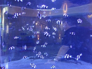 DSC05594_R