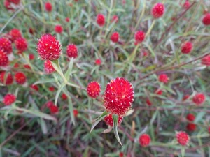 DSC07236_R