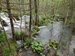 DSC00717_R