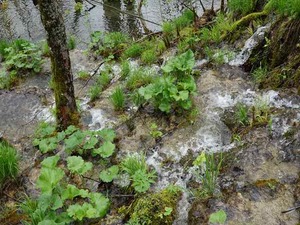 DSC00795_R
