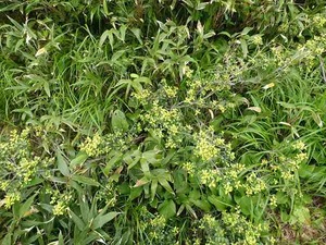 DSC06428_R