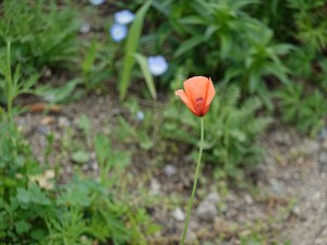 DSC00136_R