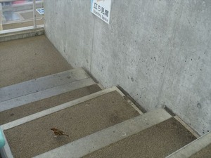 DSC03495_R
