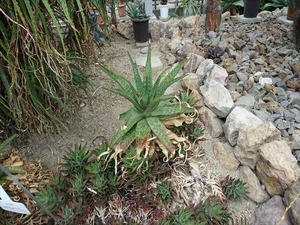 DSC09448_R