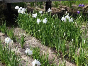 IMG_7098_R