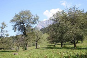 IMG_5595