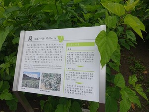 DSC08366_R