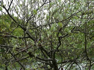 DSC00768_R