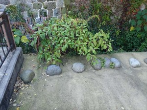 DSC00867_R
