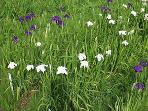IMG_7111_R