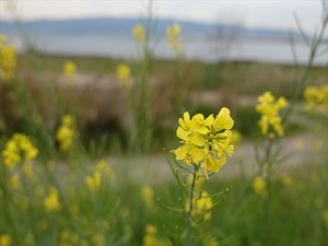 DSC00142_R