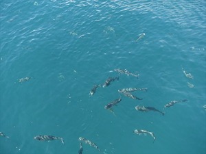 DSC02833_R
