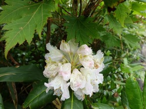 DSC06425_R