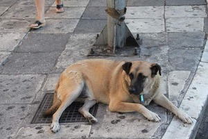 IMG_8307