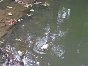 DSC07326_R