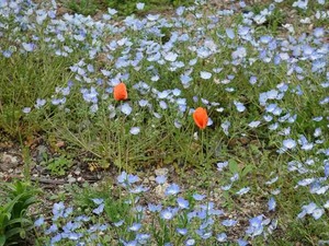 DSC00138_R