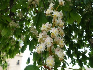 DSC04259_R
