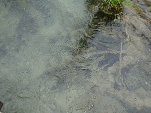 DSC00729_R