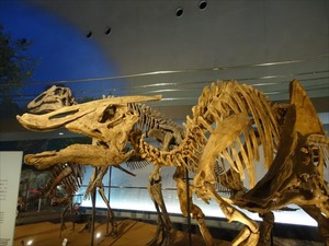 DSC05026_R