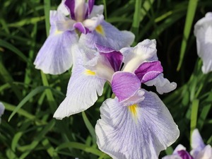 IMG_7108_R