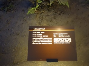DSC05018_R