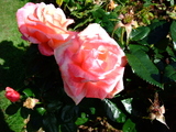 posamu4344985