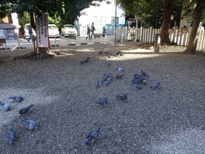 DSC02310_R