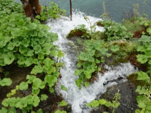 DSC00733_R