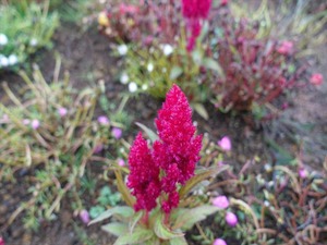 DSC07224_R
