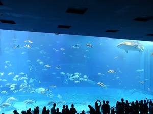 美ら海水族館1