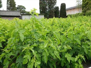 DSC08367_R