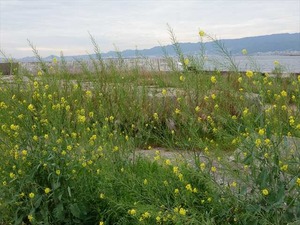 DSC00141_R