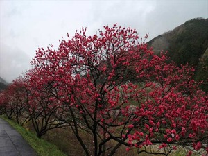 IMG_6077_R