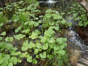 DSC00735_R