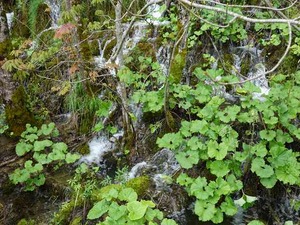 DSC00788_R