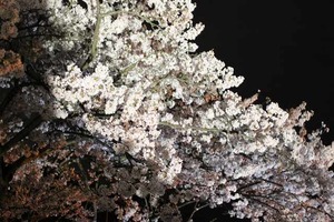 IMG_3514