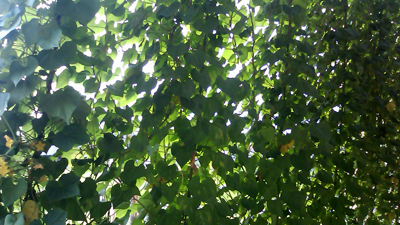 20100802_400_02