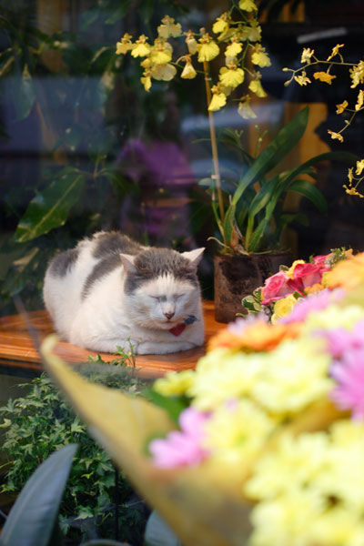 眠るネコ